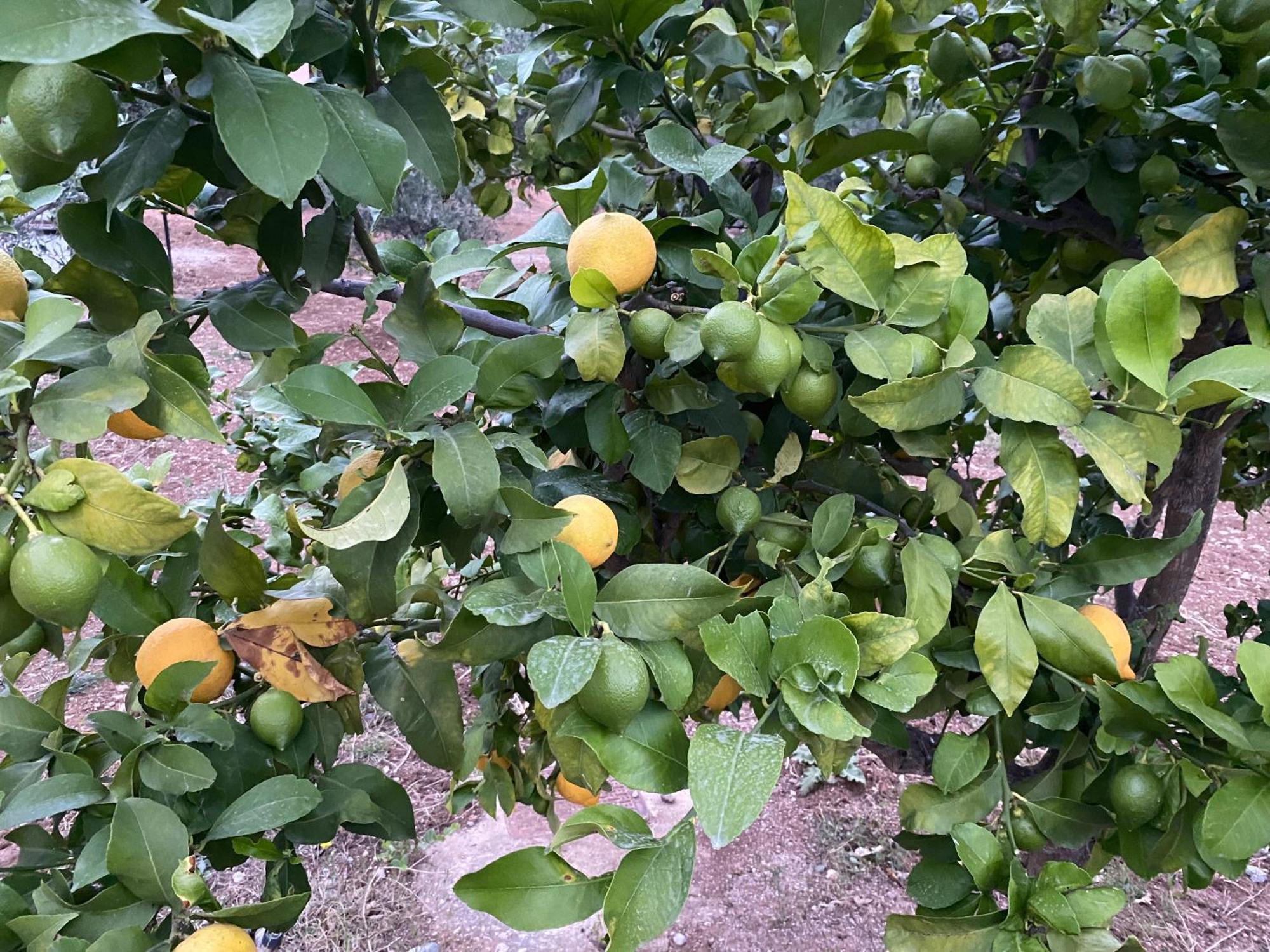 אגיוס גאורגיוס Askalosia Villa מראה חיצוני תמונה