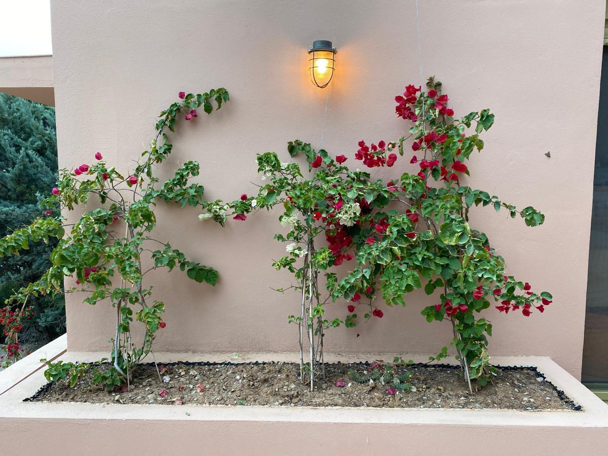 אגיוס גאורגיוס Askalosia Villa מראה חיצוני תמונה