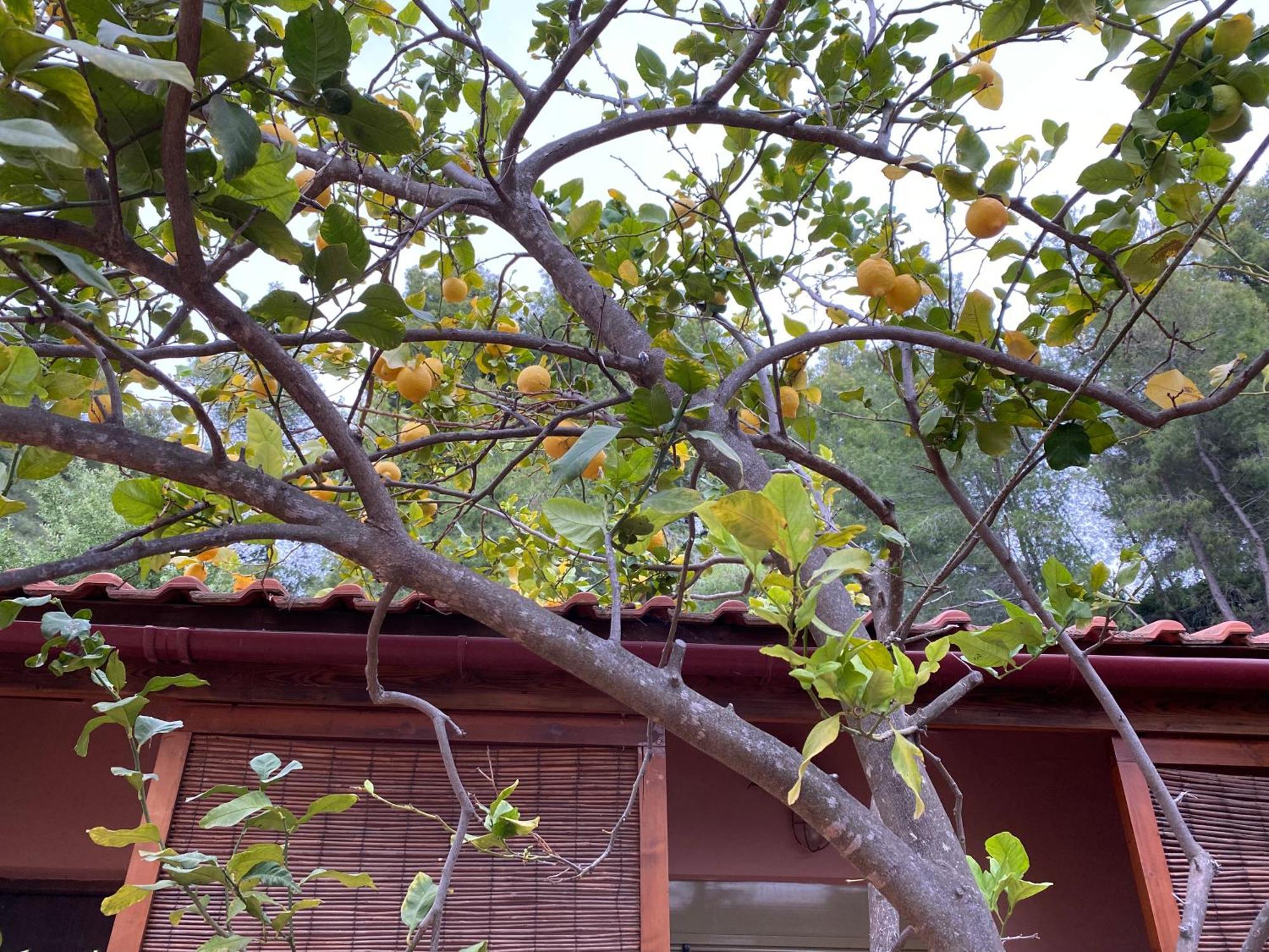 אגיוס גאורגיוס Askalosia Villa מראה חיצוני תמונה