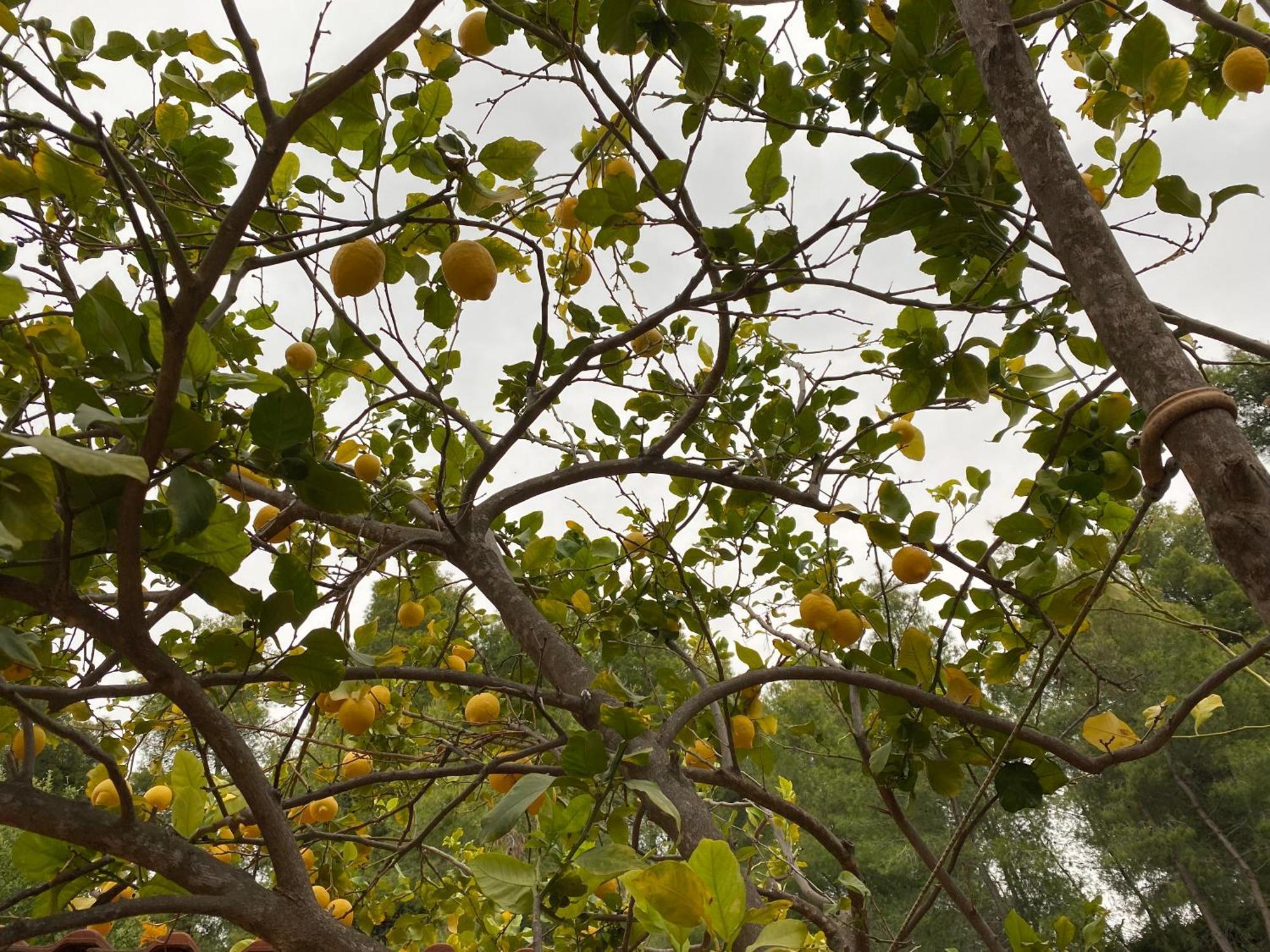 אגיוס גאורגיוס Askalosia Villa מראה חיצוני תמונה